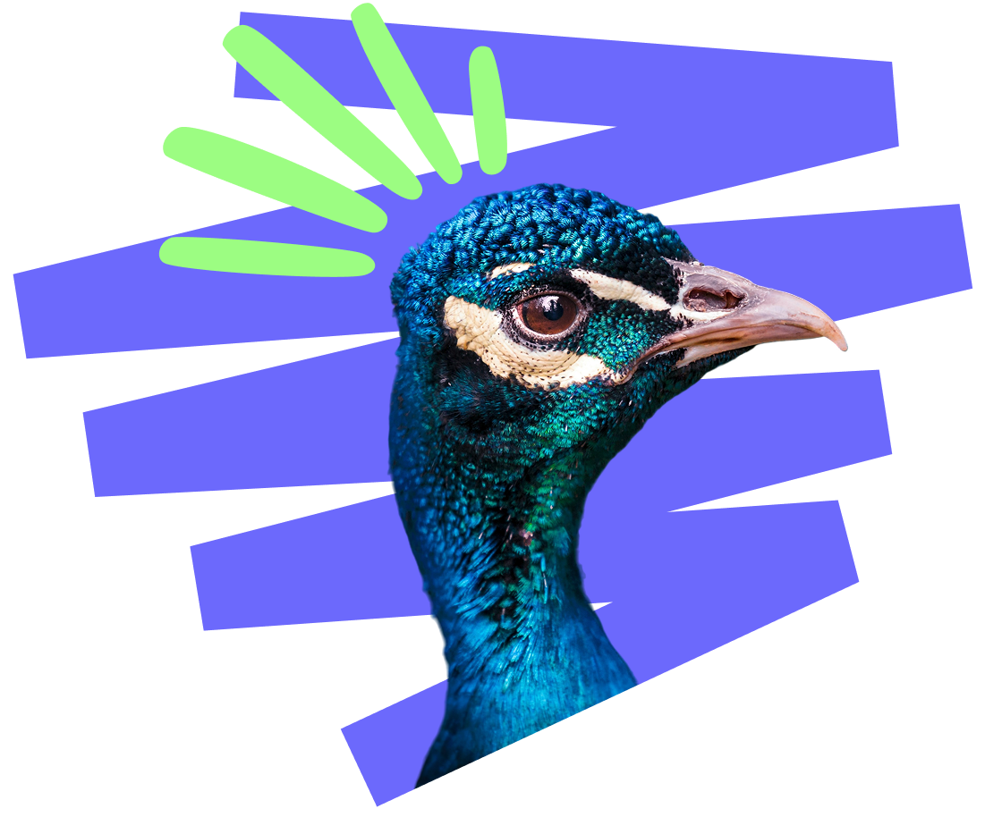 Peacock head